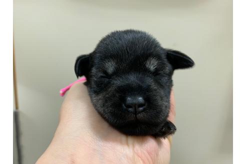 成約済の千葉県のミニチュアシュナウザー-85413の2枚目